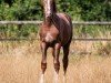 dressage horse Jealousity Sunday (Westphalian, 2019, from Janeiro Platinum)