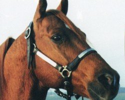 stallion Peppy Dee Cat (Quarter Horse, 1982, from Mr. San Peppy)