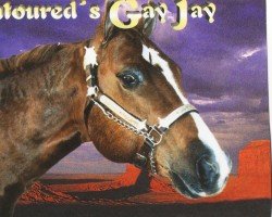 Pferd Contoured´s Gay Jay (Quarter Horse, 1996, von Contoured)