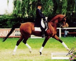 stallion Sarid ox (Arabian thoroughbred, 1989, from Sawlagan EAO)