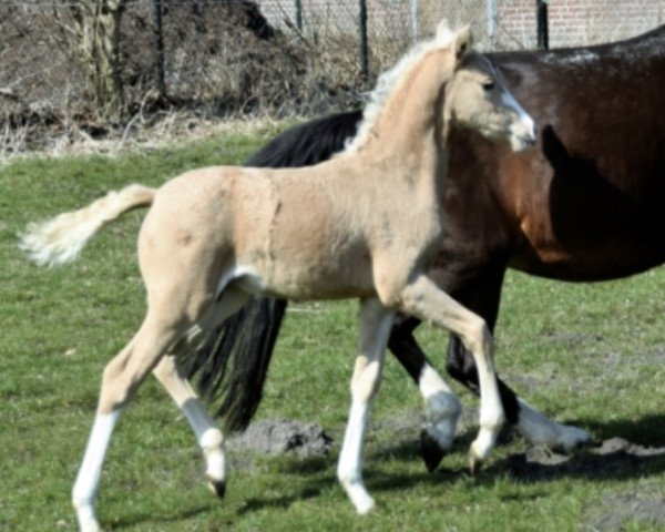 dressage horse Mr. Charming (German Riding Pony, 2018, from FS Mr. President)