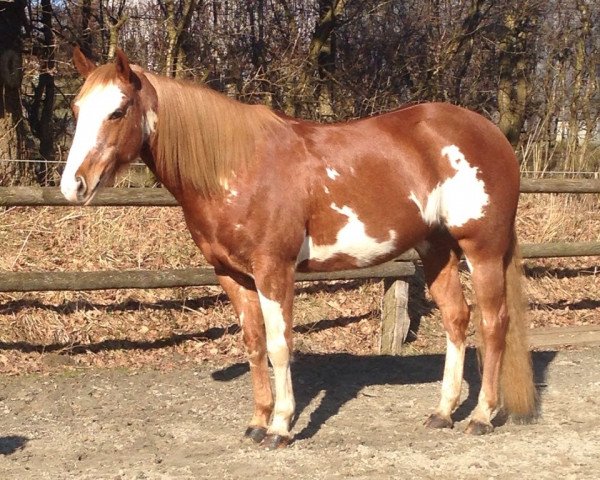 horse Codys Sweetest Betty (Paint Horse, 2003)