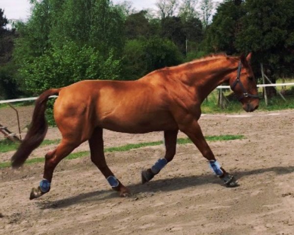 horse Manni (Hanoverian, 1993, from Matcho AA)