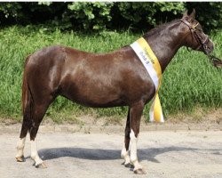 broodmare Prigo`s Dewdrop (Welsh-Pony (Section B), 2013, from Keizershoek Feste)