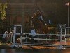 broodmare Baerbel Song (Mecklenburg, 2009, from Baloubrie)