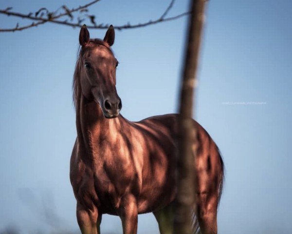 horse Amy (Thoroughbred, 2007, from Zöllner xx)