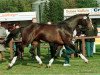 stallion Cashman (Hanoverian, 1989, from Contender)