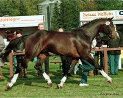 stallion Cashman (Hanoverian, 1989, from Contender)