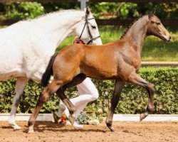 horse v. Mumbai (Deutsches Sportpferd, 2021, from Mumbai)