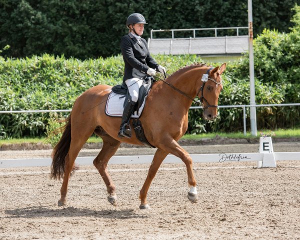 dressage horse Benito Mh (Hanoverian, 2013, from Belissimo NRW)