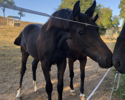 dressage horse Finsterloh (Oldenburg, 2020, from For Gold OLD)