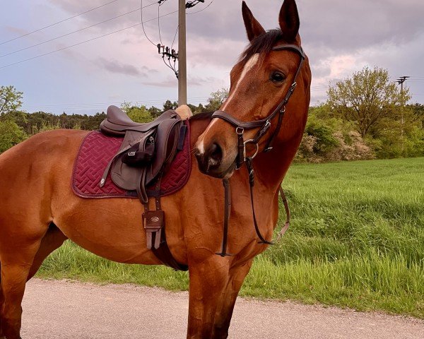 dressage horse Adelheid Tedesca Motion (Trakehner, 2019, from High Motion 2)