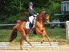 dressage horse McCain (Oldenburg, 2017, from Morricone)