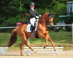 dressage horse McCain (Oldenburg, 2017, from Morricone)