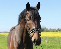 dressage horse Schokoprinz 4 (Oldenburg, 2014, from Sorento OLD)