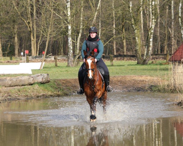 jumper Bowie (Westphalian, 2020, from Bellini Royal)
