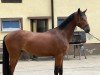 jumper Delovien (Oldenburg, 2021, from Douglas)