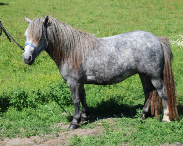 horse Bådsgård Suleika (Shetland Pony, 2019, from Bakkegaardens Jackson)