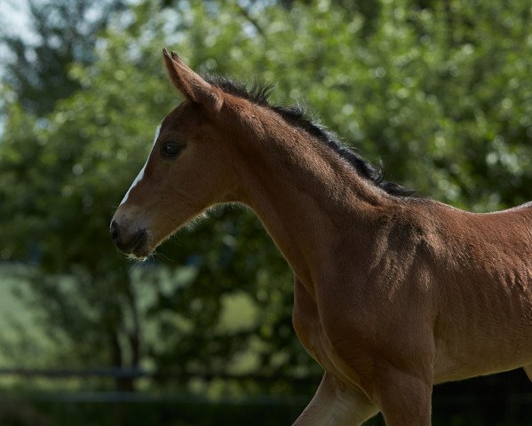 stallion Flatrate (Oldenburg, 2017, from Fürstenball)