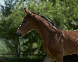 Pferd Flatrate (Oldenburger, 2017, von Fürstenball)