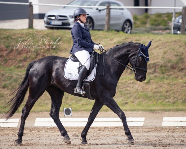 dressage horse Vienna 113 (Hanoverian, 2014, from Viscount 22)