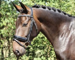 dressage horse Django Unchained 8 (Hanoverian, 2012, from Decamerone 5)