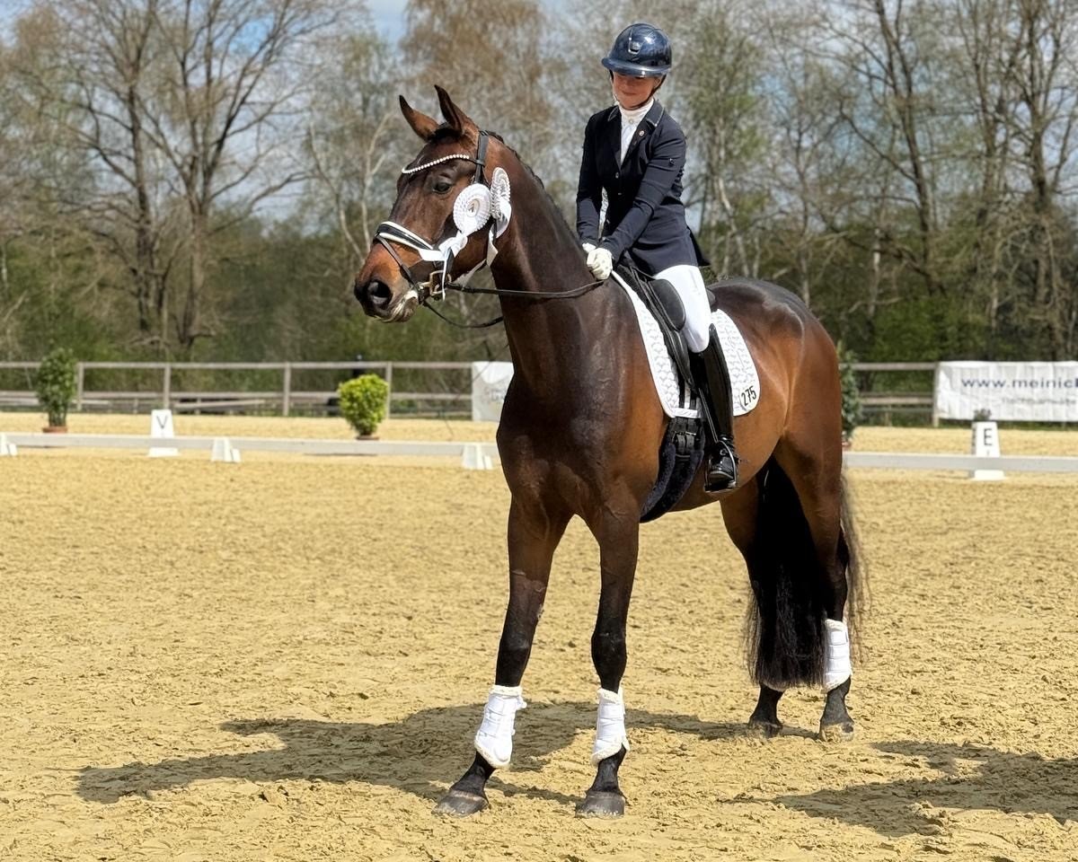 dressage horse Fidelo (Hanoverian, 2020, from For Dance)