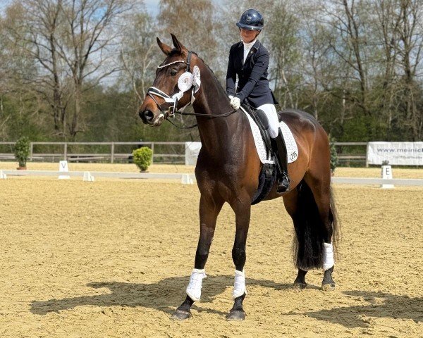 Dressurpferd Fidelo (Hannoveraner, 2020, von For Dance)