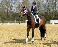 Dressurpferd Fidelo (Hannoveraner, 2020, von For Dance)