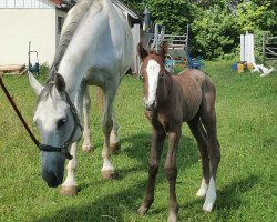 jumper Karla Kolumna B (German Sport Horse, 2021, from Kanthago de Revel)