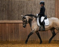 dressage horse Magnificent Mare (Connemara Pony, 1997, from Lorenzo)