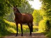 dressage horse Quipsy (Westphalian, 2008, from Quidam de Revel)