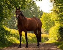 dressage horse Quipsy (Westphalian, 2008, from Quidam de Revel)