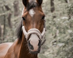 broodmare Quia 3 (Westphalian, 2007, from Quiro)