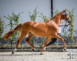 Springpferd Malou CH (Schweizer Warmblut, 2021, von Stanley)