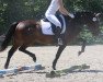 dressage horse Dimarino (German Riding Pony, 2013, from Dressboy)