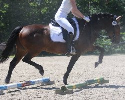 dressage horse Dimarino (Deutsches Reitpony, 2013, from Dressboy)