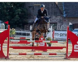 jumper Ly Belle (German Warmblood, 2012, from Longton)