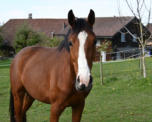 Springpferd Mescalero CH (Schweizer Warmblut, 2022, von Cascadello)