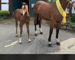 broodmare Greta Grey (Hanoverian, 2012, from Grey Top)