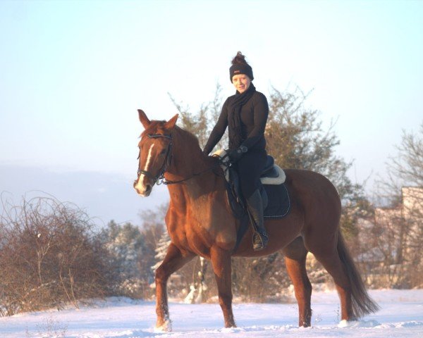 broodmare Donna Dimaggio (Oldenburg, 2006, from Dimaggio)
