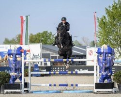 Deckhengst Orak d'Hamwyck (Belgisches Warmblut, 2014, von Tobago Z)