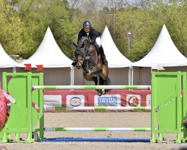 Springpferd Okina van de Bien (Belgisches Warmblut, 2014, von Toulon)