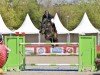 jumper Okina van de Bien (Belgian Warmblood, 2014, from Toulon)