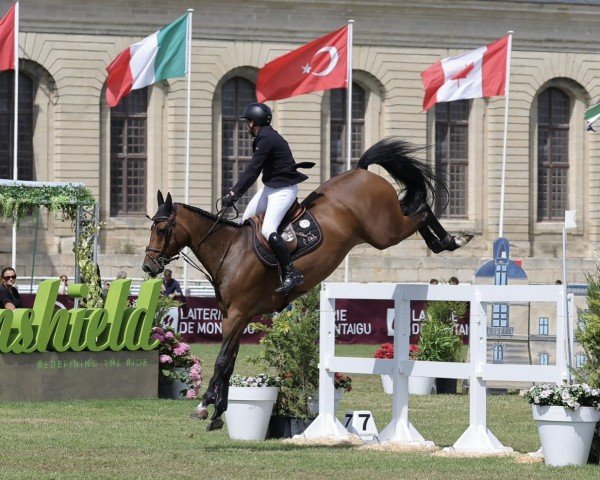jumper Paulus-L (Belgian Warmblood, 2015, from Corydon van T&L)