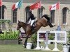 jumper Paulus-L (Belgian Warmblood, 2015, from Corydon van T&L)