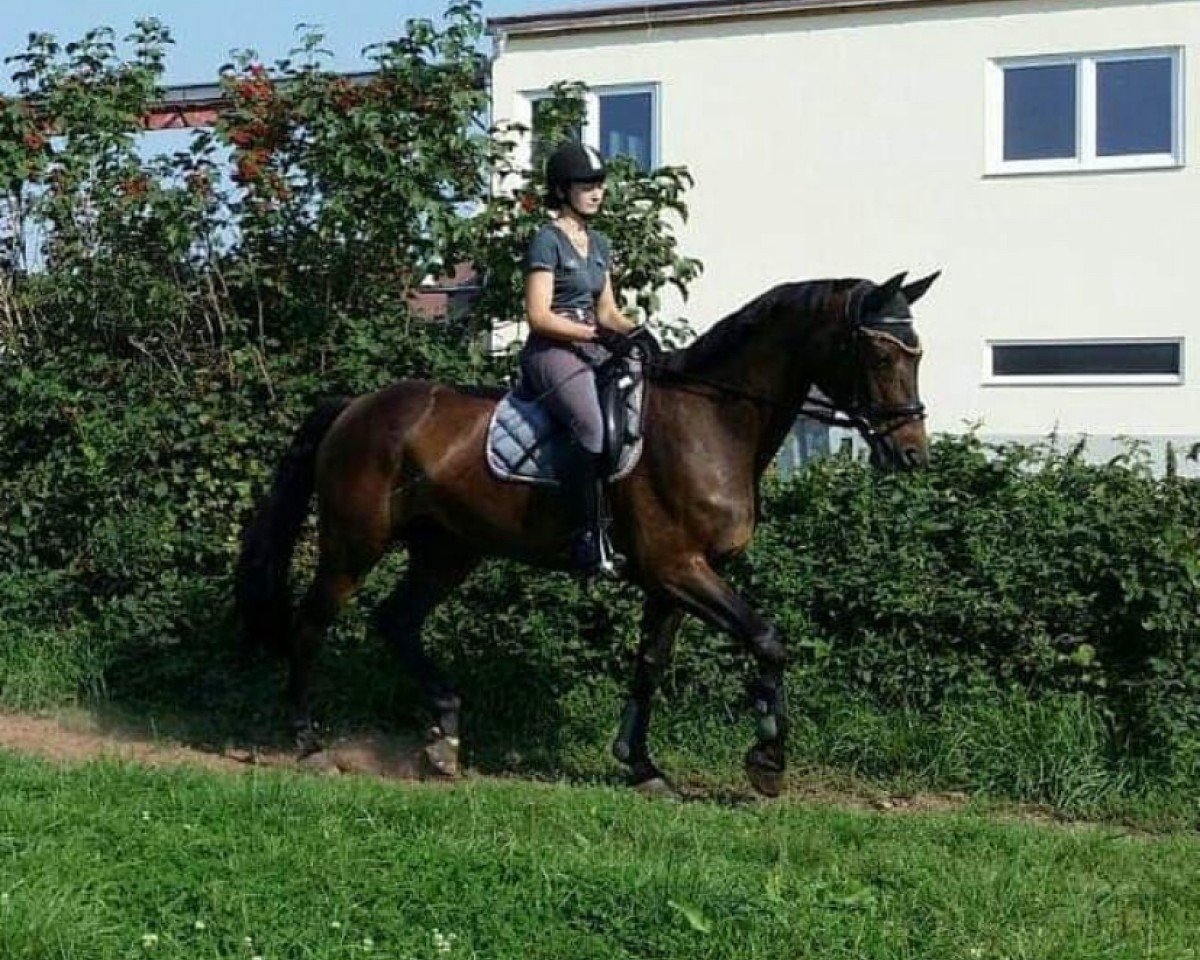 broodmare Grandiosa 84 (German Sport Horse, 2003, from Accusé)