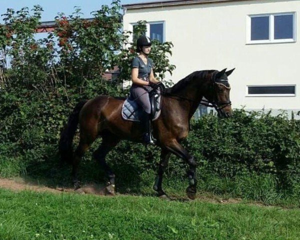 broodmare Grandiosa 84 (German Sport Horse, 2003, from Accusé)