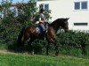 Zuchtstute Grandiosa 84 (Deutsches Sportpferd, 2003, von Accusé)