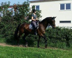 broodmare Grandiosa 84 (German Sport Horse, 2003, from Accusé)